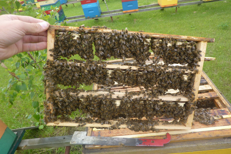 MIODOLAND Lengyel kaptárak egy méhkirálynő lerakja a mézet Lengyelország 01