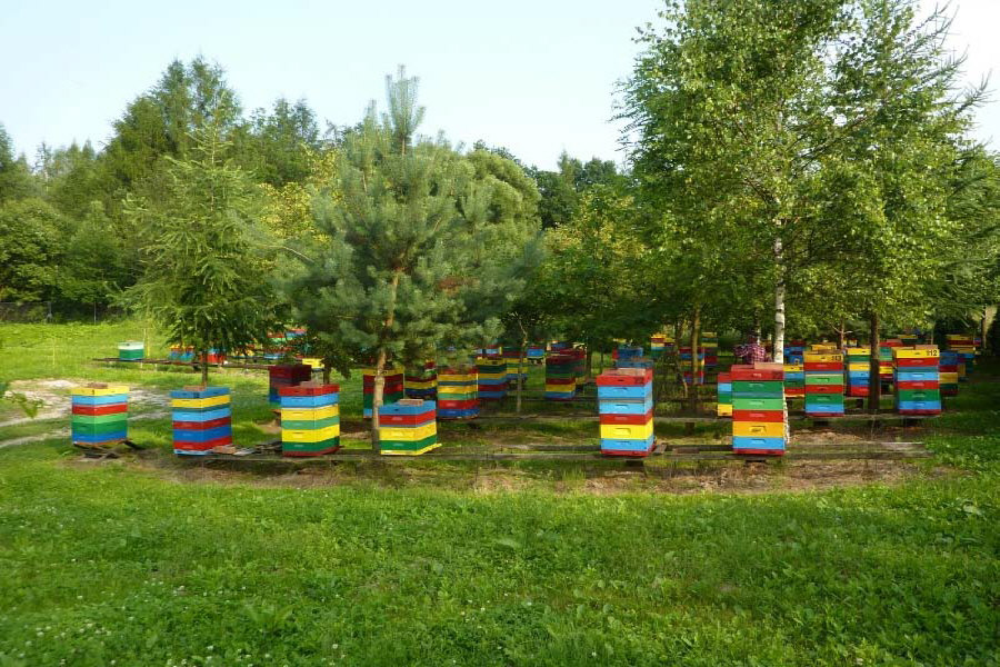 MIODOLAND Lengyel kaptárak egy méhkirálynő lerakja a mézet Lengyelország 02
