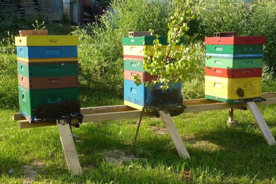 MIODOLAND Lengyel kaptárak egy méhkirálynő lerakja a mézet Lengyelország 03