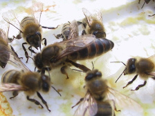 méhkirálynők 04