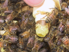 méhkirálynők 05