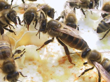 méhkirálynők 06