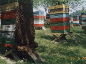 MIODOLAND Lengyel kaptárak egy méhkirálynő lerakja a mézet Lengyelország 03