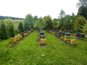 MIODOLAND Lengyel kaptárak egy méhkirálynő lerakja a mézet Lengyelország 05