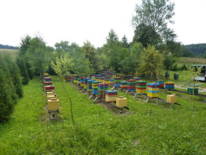 MIODOLAND Lengyel kaptárak egy méhkirálynő lerakja a mézet Lengyelország 06