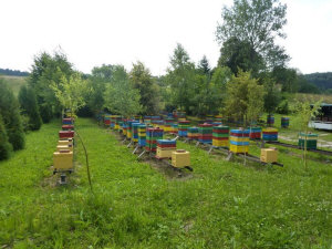 MIODOLAND Lengyel kaptárak egy méhkirálynő lerakja a mézet Lengyelország 07