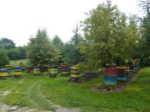 MIODOLAND Lengyel kaptárak egy méhkirálynő lerakja a mézet Lengyelország 09