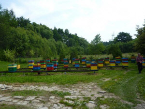 MIODOLAND Lengyel kaptárak egy méhkirálynő lerakja a mézet Lengyelország 10