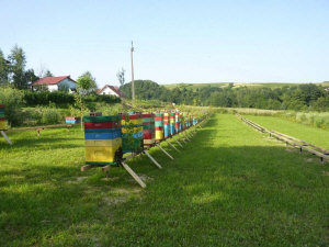 MIODOLAND Lengyel kaptárak egy méhkirálynő lerakja a mézet Lengyelország 13