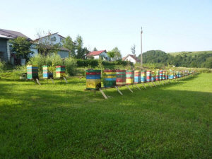 MIODOLAND Lengyel kaptárak egy méhkirálynő lerakja a mézet Lengyelország 14