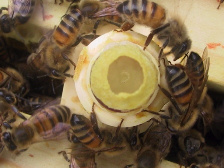 méhkirálynők 01